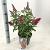 Buddleja d. B. Candy Little Ruby Pot 3 Liter 30 - 40 cm