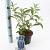 Buddleja d. 'Empire Blue' Pot 2 Liter30 - 40 cm