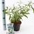 Buddleja d. 'White Profusion' Pot 2 Liter30 - 40 cm
