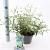 Buddleja Free Petite Snow White Pot 2 Liter 20 - 30 cm