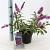 Buddleja Free Petite Tutti Fruitti Pot 2 Liter 20 - 30 cm