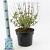 Caryopteris cland. Grand Bleu Pot 5 Liter 40 - 50 cm