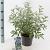 Caryopteris cland. Sterling Silver Pot 2 Liter30 - 40 cm