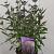 Caryopteris cland. Steinthe Pot 2 Liter30 - 40 cm