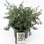 Ceanothus thyrsiflorus repens Pot 5 liter 30-35cm