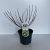 Cephalanthus occidentalis Pot 3 Liter 30 - 40 cm
