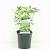 Choisya Green Fingers Pot 2 Liter 20 - 30 cm