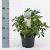 Choisya ternata Pot 2 Liter 20 - 30 cm