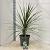Cordyline aus. 'Atlantic Green' Pot 12 liter 70 - 80 cm