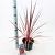 Cordyline aus. Charlie Boy Pot 3 Liter 30 - 40 cm