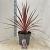 Cordyline aus. Charlie Boy Pot 12 liter 70 - 80 cm