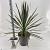 Cordyline aus. 'Chocolate Mint' Pot 12 liter 70 - 80 cm