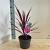 Cordyline aus. Pink Passion Pot 3 Liter 30 - 40 cm