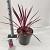 Cordyline aus. Pink Passion Pot 12 liter 70 - 80 cm