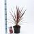 Cordyline aus. 'Red Star' Pot 3 Liter 30 - 40 cm