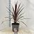 Cordyline aus. 'Red Star' Pot 12 liter 70 - 80 cm