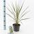 Cordyline aus. 'Torbay Dazzler' Pot 3 Liter 30 - 40 cm