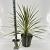 Cordyline aus. 'Torbay Dazzler' Pot 12 liter 70 - 80 cm