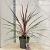 Cordyline 'Can Can' Pot 12 liter 70 - 80 cm