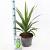 Cordyline Emerald star / Superstar Pot 5 Liter 40 - 50 cm