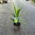 Cordyline Emerald star / Superstar Pot 3 Liter 30 - 40 cm