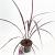 Cordyline Festival Burgundy Pot 3 Liter 30 - 40 cm