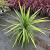 Cordyline indivisa 'Peko' Pot 12 liter 70 - 80 cm