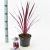 Cordyline 'Paso Doble' Pot 3 Liter 30 - 40 cm