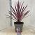 Cordyline 'Paso Doble' Pot 12 liter 70 - 80 cm