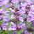 Nepeta nervosa Pot 9 cm