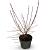 Cornus sang. 'Midwinter Fire' Pot 4 Liter 40 - 60 cm