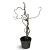 Corylus a. 'Contorta' Pot 4 Liter 40 - 60 cm