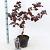 Corylus 'Red Majestic' Pot 5 Liter 60 - 70 cm