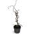 Corylus 'Red Majestic' Pot 4 Liter 40 - 60 cm