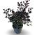 Cotinus Dusky Maiden Pot 4 Liter 40 - 50 cm