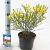 Cytisus scop. 'Vanesse' Pot 2 Liter 20 - 30 cm