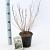 Deutzia scabra Pot 2 Liter40 - 50 cm