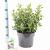 Escallonia 'Iveyi' Pot 5 Liter 40 - 50 cm