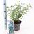 Eucalyptus gunnii Pot 2 liter 25-30cm