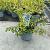 Euonymus fort. Blondy Pot 5 Liter 30 - 40 cm