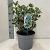 Euonymus jap. 'Kathy' Pot 5 Liter 30 - 40 cm