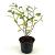 Exochorda racem. Blushing Pearl Pot 2 Liter40 - 50 cm