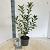 Exochorda racem. Blushing Pearl Pot 2 liter 25-30cm