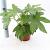 Fatsia japonica Pot 2 Liter 20 - 30 cm