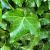 Hedera helix Pot 2 Liter60 - 80 cm