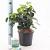 Hedera hib. 'Arbori Compact' Pot 2 Liter 20 - 30 cm