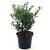 Ilex aq. 'Myrtifolia' Pot 3 Liter 40 - 50 cm