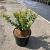 Ilex crenata 'Caroline Upright' Pot 2 Liter 20 - 30 cm