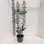Ilex meserv. Blue Maid Pot 3 Liter 50 - 60 cm