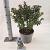 Ilex meserv. Gentle Pot 5 Liter 30 - 40 cm